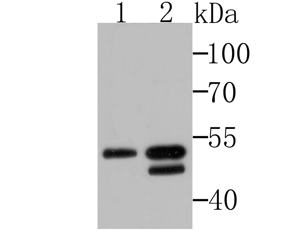 Fig1: Western blot analysis of BHLHB9 on U937 and SH-SY-5Y cell lysates using anti-BHLHB9 antibody at 1/500 dilution.