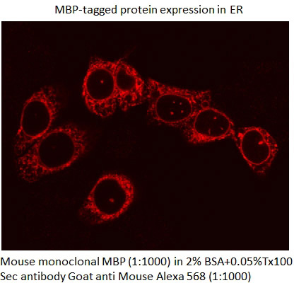 IF result of MBP tag antibody (Catalog No:117330, 1:1,000) with MBP-Tagged protein.Courtesy of Neeraj Tiwari, PhD, Yale School of Medicine, Yale University.