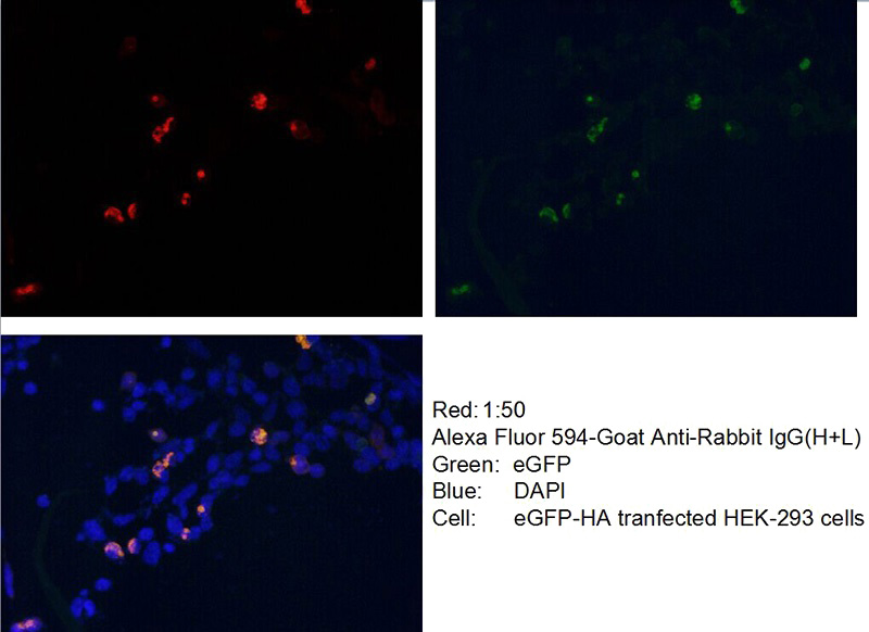 Immunofluorescent analysis of Transfected HEK-293 cells using Catalog No:117324(HA-tag Antibody) at dilution of 1:25 and Alexa Fluor 488-congugated AffiniPure Goat Anti-Rabbit IgG(H+L)