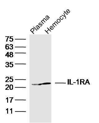 Fig2: Sample: Lane 1:Plasma(Mouse) Tissue Lysate at 30 ug; Lane 2:Hemocyte(Mouse) Tissue Lysate at 30 ug; Primary: Anti-IL-1RA at 1/300 dilution; Secondary: IRDye800CW Goat Anti-Rabbit IgG at 1/20000 dilution; Predicted band size: 18 kD; Observed band size: 23 kD