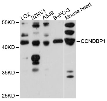 Western blot - CCNDBP1 Polyclonal Antibody 
