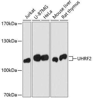 Western blot - Uhrf2 Polyclonal Antibody 