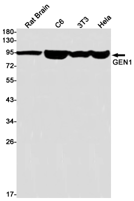 Western blot detection of GEN1 in Rat Brain,C6,3T3,Hela cell lysates using GEN1 Rabbit pAb(1:1000 diluted).Predicted band size:103kDa.Observed band size:103kDa.