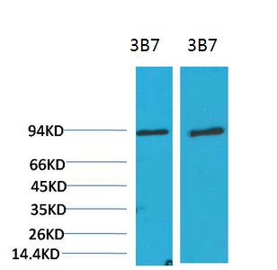 Western blot analysis of 1)3T3, 2) Rat LiverTissue with PI3 Kinase P85α Mouse mAb diluted at 1:2,000.