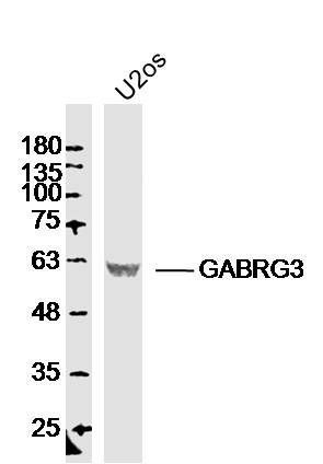 Fig1: Sample:; U2os Cell (Human) Lysate at 30 ug; Primary: Anti- GABRG3 at 1/300 dilution; Secondary: IRDye800CW Goat Anti-Rabbit IgG at 1/20000 dilution; Predicted band size: 52kD; Observed band size: 62kD