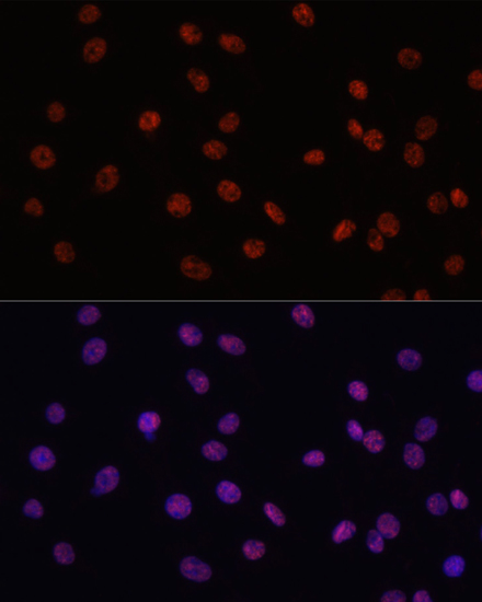 Immunofluorescence - MYCT1 Polyclonal Antibody 