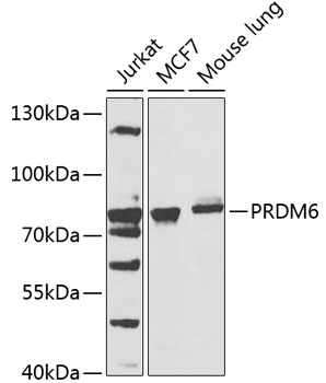 Western blot - PRDM6 Polyclonal Antibody 
