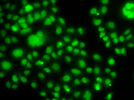 Immunofluorescence - SOX14 Polyclonal Antibody 