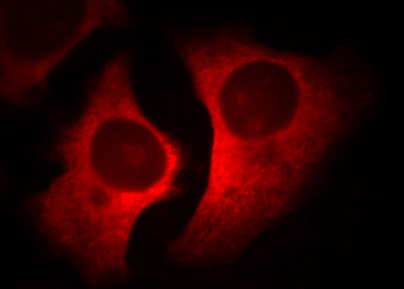 Immunofluorescent analysis of Hela cells, using RACGAP1 antibody Catalog No: at 1:50 dilution and Rhodamine-labeled goat anti-mouse IgG (red).