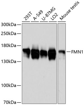 Western blot - FMN1 Polyclonal Antibody 