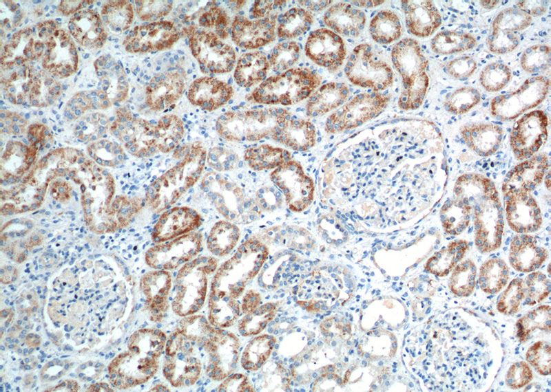 Immunohistochemistry of paraffin-embedded human kidney tissue slide using Catalog No:111106(GPR116 Antibody) at dilution of 1:100 (under 10x lens).