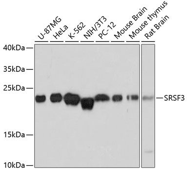 Western blot - SRSF3 Polyclonal Antibody 