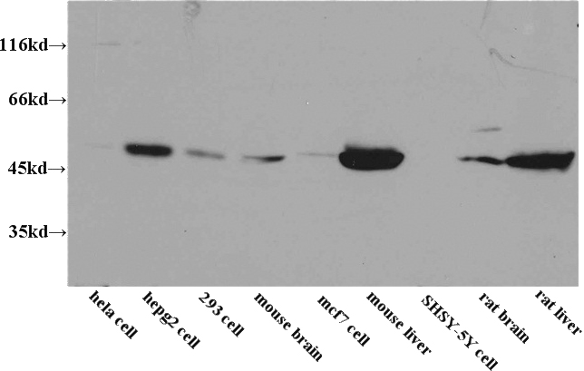 WB results of Catalog No:110310(anti-EEF1A1) in multiple cells.