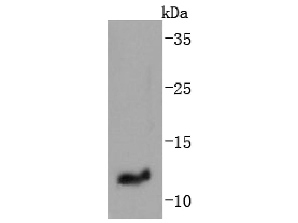 Fig1:; Western blot analysis of IGF2 on human placenta tissue lysates. Proteins were transferred to a PVDF membrane and blocked with 5% BSA in PBS for 1 hour at room temperature. The primary antibody ( 1/500) was used in 5% BSA at room temperature for 2 hours. Goat Anti-Rabbit IgG - HRP Secondary Antibody (HA1001) at 1:200,000 dilution was used for 1 hour at room temperature.
