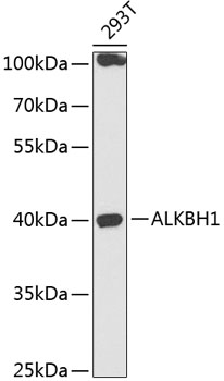 Western blot - ALKBH1 Polyclonal Antibody 