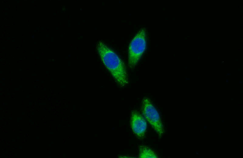 Immunofluorescent analysis of BxPC-3 cells using Catalog No:115161(SFXN3 Antibody) at dilution of 1:25 and Alexa Fluor 488-congugated AffiniPure Goat Anti-Rabbit IgG(H+L)