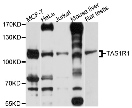Western blot - TAS1R1 Polyclonal Antibody 