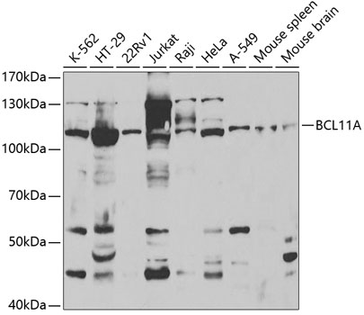 Western blot - BCL11A Polyclonal Antibody 