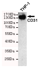Western blot detection of CD31 in THP-1 cell lysate using CD31 mouse mAb (1:1000 diluted).Predicted band size: 130KDa.Observed band size: 130KDa.