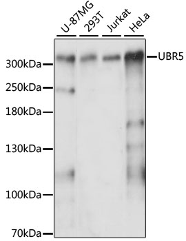 Western blot - UBR5 Polyclonal Antibody 