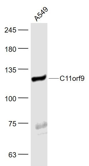 Fig4: Sample:; A549(Human) Cell Lysate at 30 ug; Primary: Anti- MRF/C11orf9 at 1/1000 dilution; Secondary: IRDye800CW Goat Anti-Rabbit IgG at 1/20000 dilution; Predicted band size: 124 kD; Observed band size: 124 kD