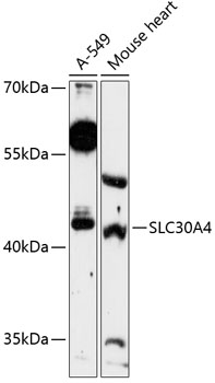 Western blot - SLC30A4 Polyclonal Antibody 