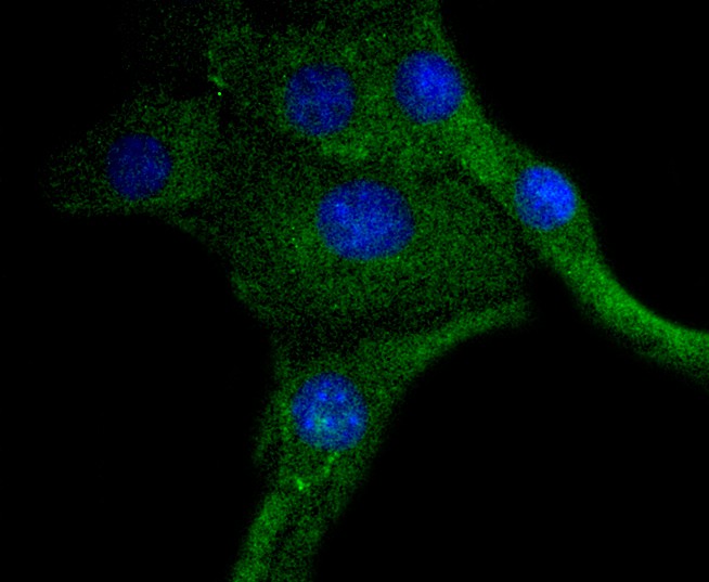 Fig1: ICC staining PDGF Receptor beta(phospho Y740) in C2C12 cells (green). The nuclear counter stain is DAPI (blue). Cells were fixed in paraformaldehyde, permeabilised with 0.25% Triton X100/PBS.
