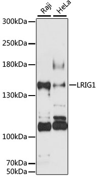 Western blot - LRIG1 Polyclonal Antibody 
