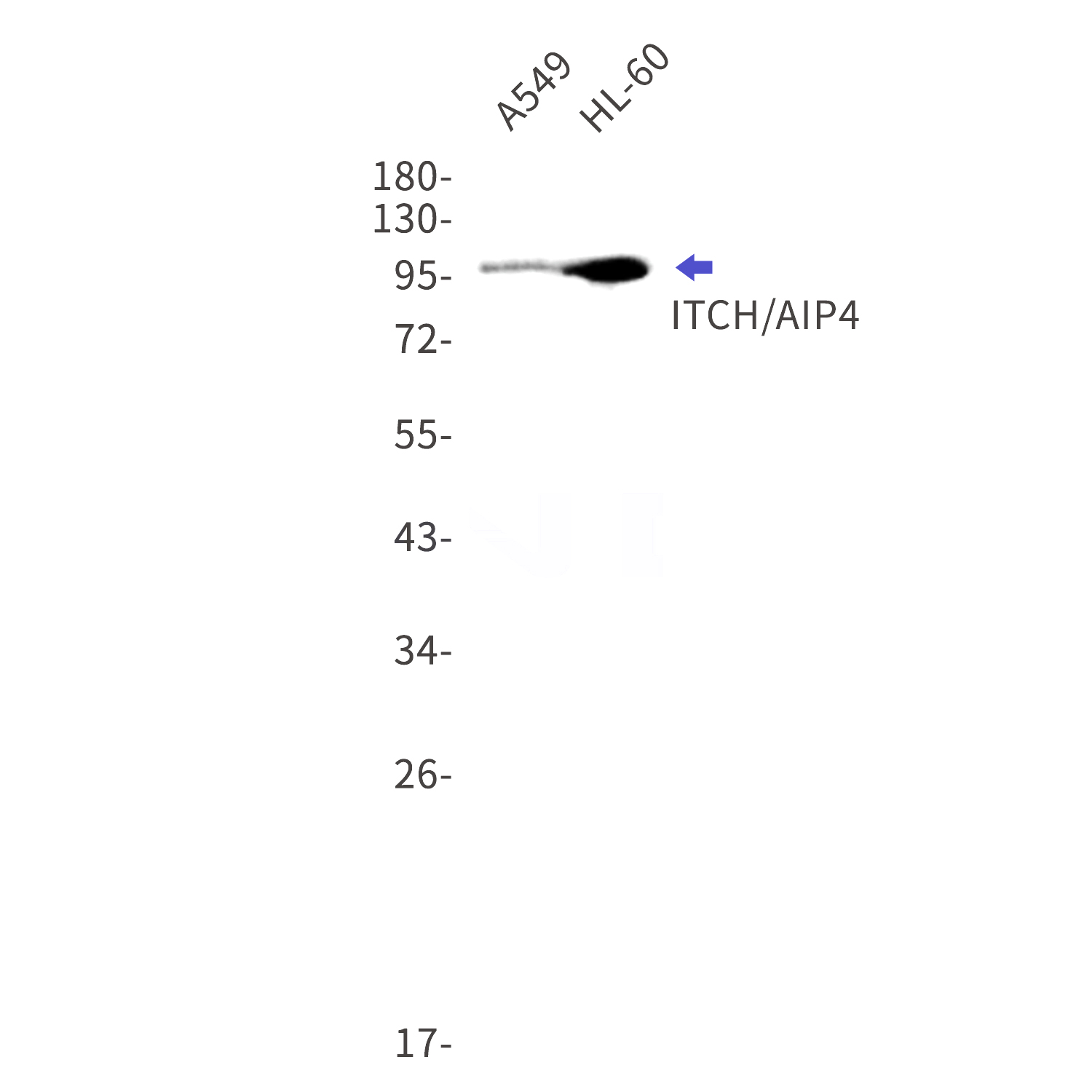 Western blot detection of ITCH/AIP4 in A549,HL-60 cell lysates using ITCH/AIP4 Rabbit mAb(1:1000 diluted).Predicted band size:103kDa.Observed band size:103kDa.