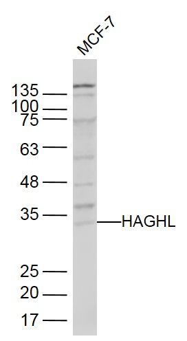 Fig1: Sample:; MCF-7(Human) Cell Lysate at 40 ug; Primary: Anti- HAGHL at 1/300 dilution; Secondary: IRDye800CW Goat Anti-Rabbit IgG at 1/20000 dilution; Predicted band size: 32 kD; Observed band size: 32 kD