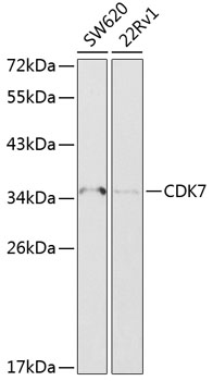 Western blot - CDK7 Polyclonal Antibody 