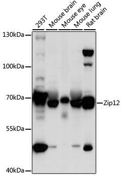 Western blot - Zip12 Polyclonal Antibody 