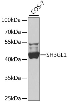 Western blot - SH3GL1 Polyclonal Antibody 