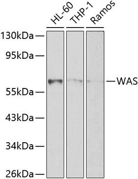 Western blot - WAS Polyclonal Antibody 
