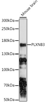 Western blot - PLXNB3 Polyclonal Antibody 