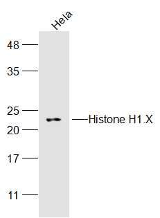 Fig1: Sample:; Hela(Human) Cell Lysate at 30 ug; Primary: Anti-Histone H1.X at 1/300 dilution; Secondary: IRDye800CW Goat Anti-Rabbit IgG at 1/20000 dilution; Predicted band size: 22 kD; Observed band size: 22 kD