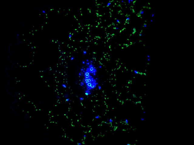 Fig3: IF staining TGG2 (green) in Arabidopsis thaliana (cross-section). The nuclear counter stain is DAPI (blue). Cells were fixed in paraformaldehyde, permeabilised with 0.25% Triton X100/PBS.