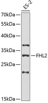Western blot - FHL2 Polyclonal Antibody 