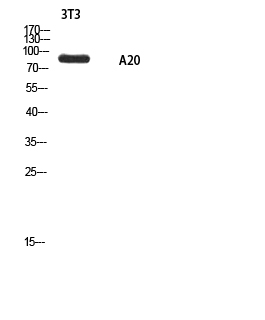 Fig1:; Western blot analysis of 3T3 using A20 antibody.. Secondary antibody（catalog#：HA1001) was diluted at 1:20000