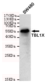 Western blot detection of TBL1X in SW480 cell lysates using TBL1X mouse mAb (1:1000 diluted).Predicted band size:58KDa.Observed band size:58KDa.