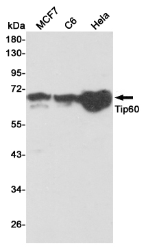 Western blot detection of Tip60 in MCF7,C6 and Hela cell lysates using Tip60 mouse mAb (1:2000 diluted).Predicted band size:60KDa.Observed band size:60KDa.