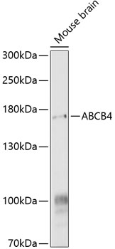 Western blot - ABCB4 Polyclonal Antibody 