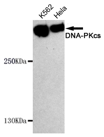Western blot detection of DNA-PKcs in Hela and K562 cell lysates using DNA-PKcs mouse mAb (1:1000 diluted).Predicted band size:450KDa,Observed band size:450KDa.