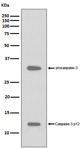 Western blot analysis of Caspase-3 p12 expression in HeLa cell treated with staurosporine lysate.