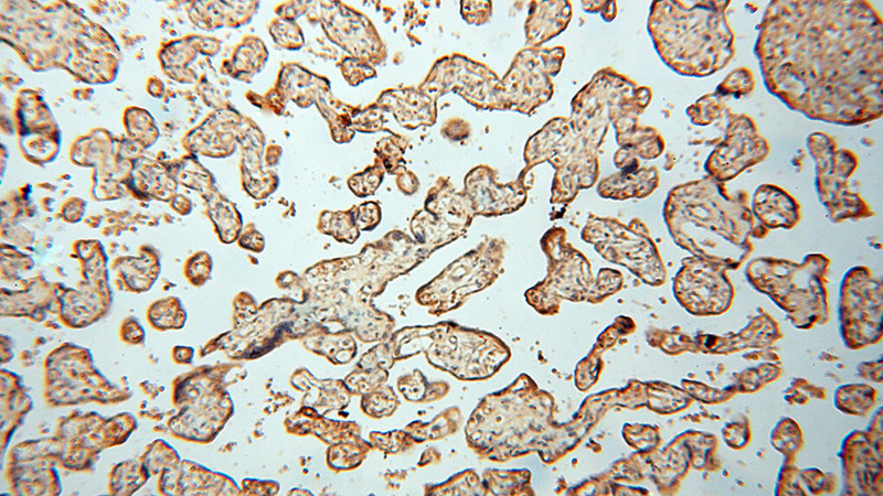 Immunohistochemical of paraffin-embedded human placenta using Catalog No:111459(HRASLS5 antibody) at dilution of 1:50 (under 10x lens)