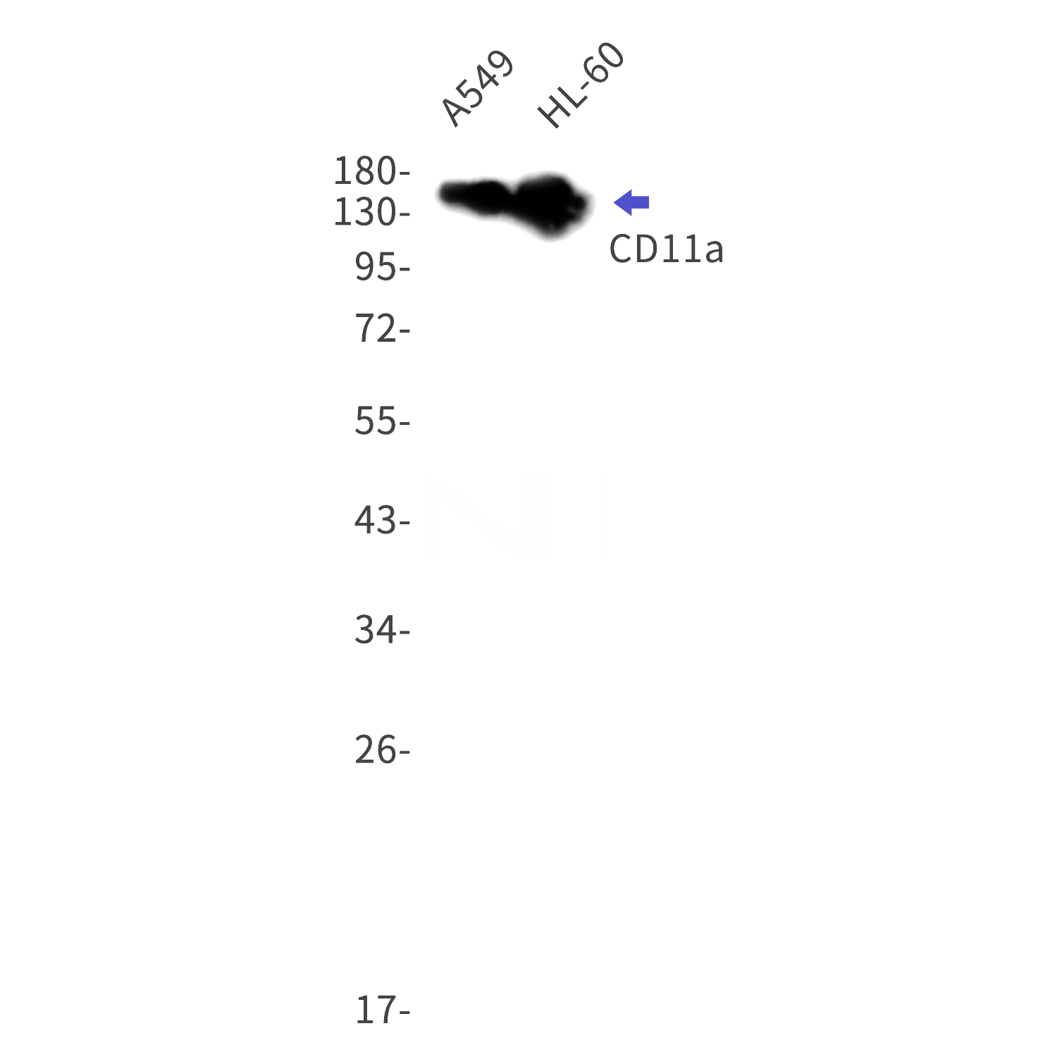 Western blot detection of CD11a in A549,HL-60 cell lysates using CD11a Rabbit mAb(1:1000 diluted).Predicted band size:128kDa.Observed band size:160kDa.