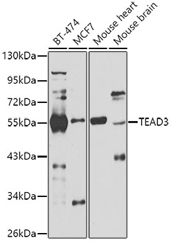 Western blot - TEAD3 Polyclonal Antibody 
