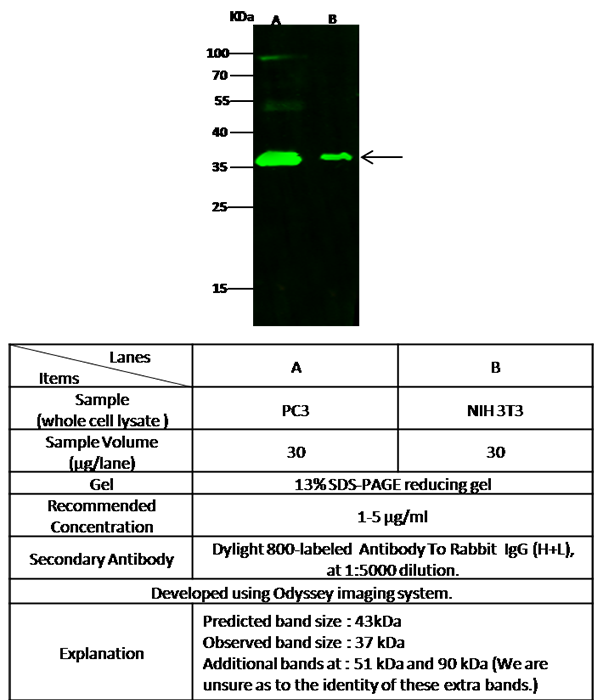 CADM4 / IGSF4C / NECL-4 Antibody, Rabbit PAb, Antigen Affinity Purified, Western blot