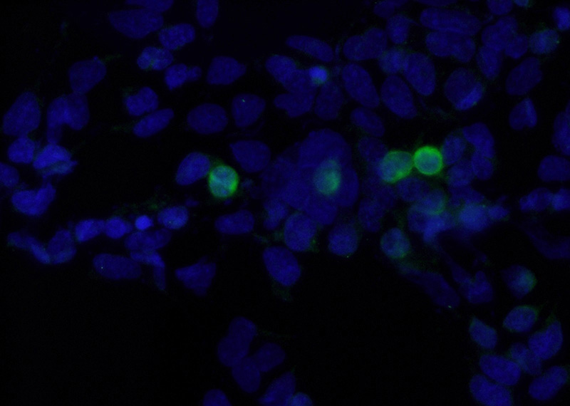 Immunofluorescent analysis of Transfected HEK-293 cells using Catalog No:117334(MYC-tag Antibody) at dilution of 1:25 and Alexa Fluor 488-congugated AffiniPure Goat Anti-Rabbit IgG(H+L)