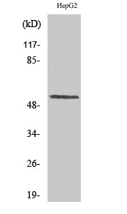 Fig1:; Western Blot analysis of various cells using Cyclin L1 Polyclonal Antibody diluted at 1: 1000 cells nucleus extracted by Minute TM Cytoplasmic and Nuclear Fractionation kit (SC-003,Inventbiotech,MN,USA).